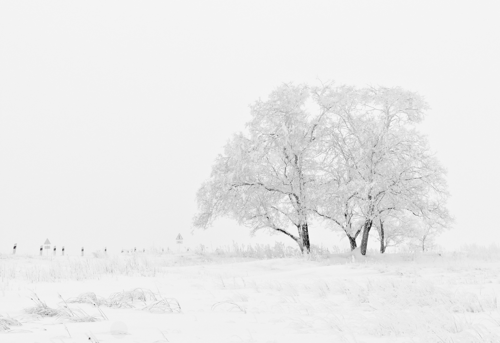 Tree Covered with Snow in a Winter Scene