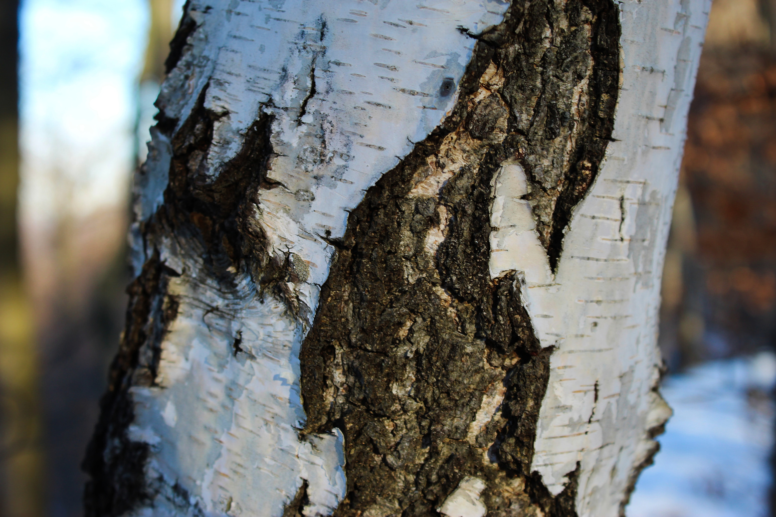 Tree bark. White birch bark. White bark.