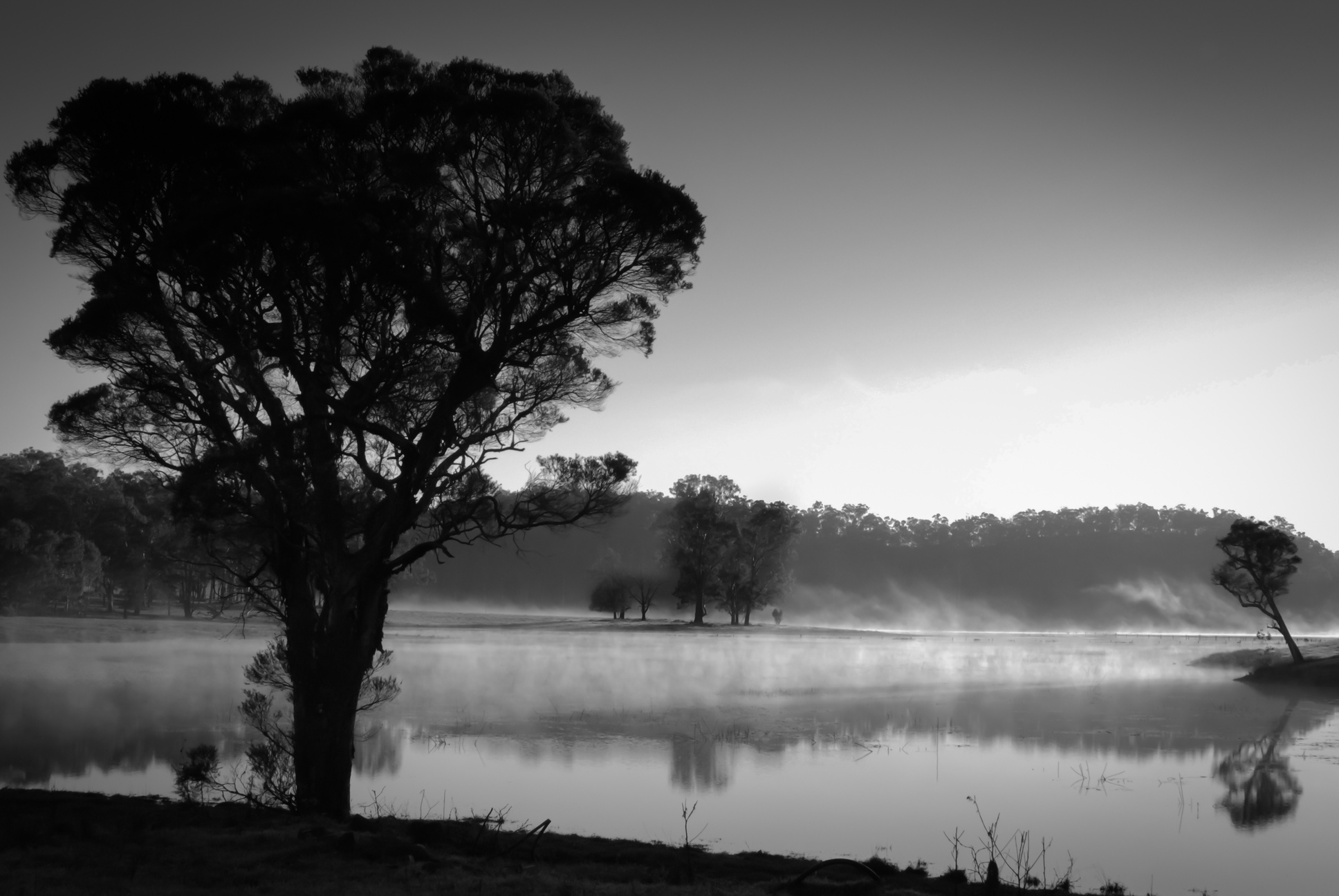 Nature in Black and White