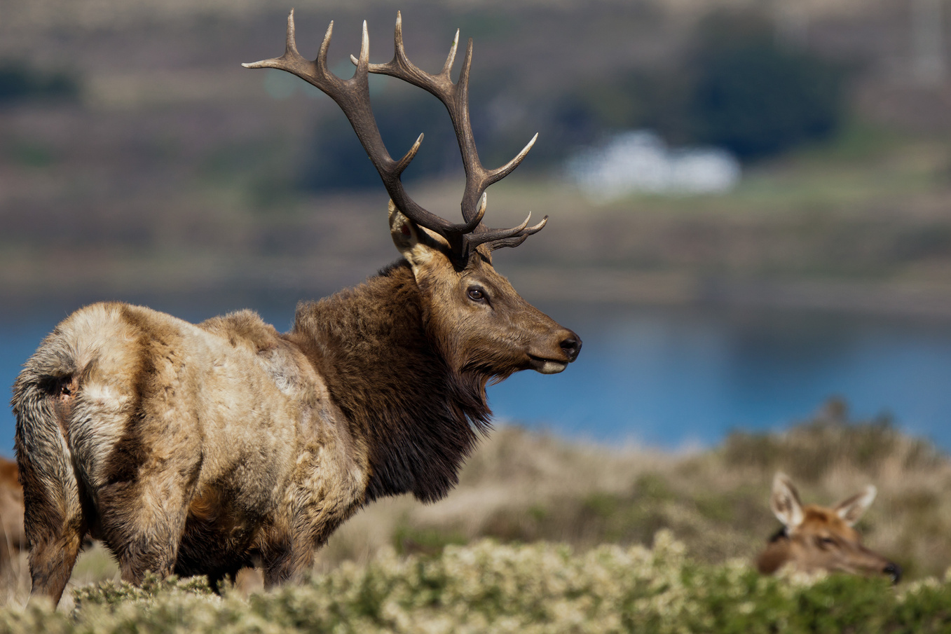 Bull Tule Elk
