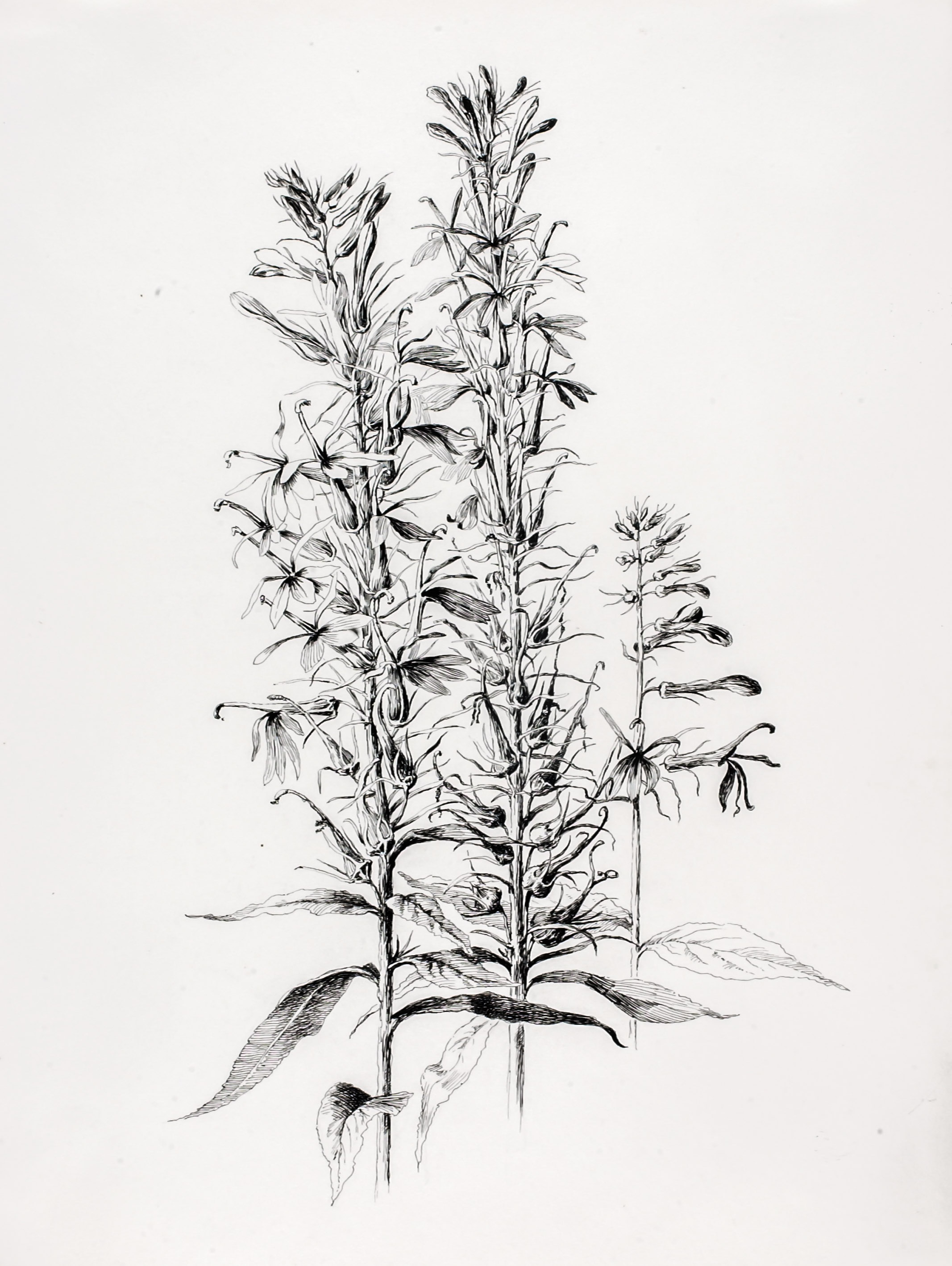 Cardinal Flower, Lobelia Cardinalis, George Elbert Burr, 1889. Original image from the collection of the Smithsonian American Art Museum and its Renwick Gallery.
