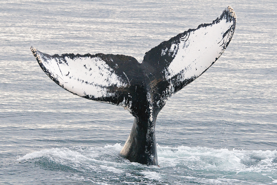 Humpback Whale Tail