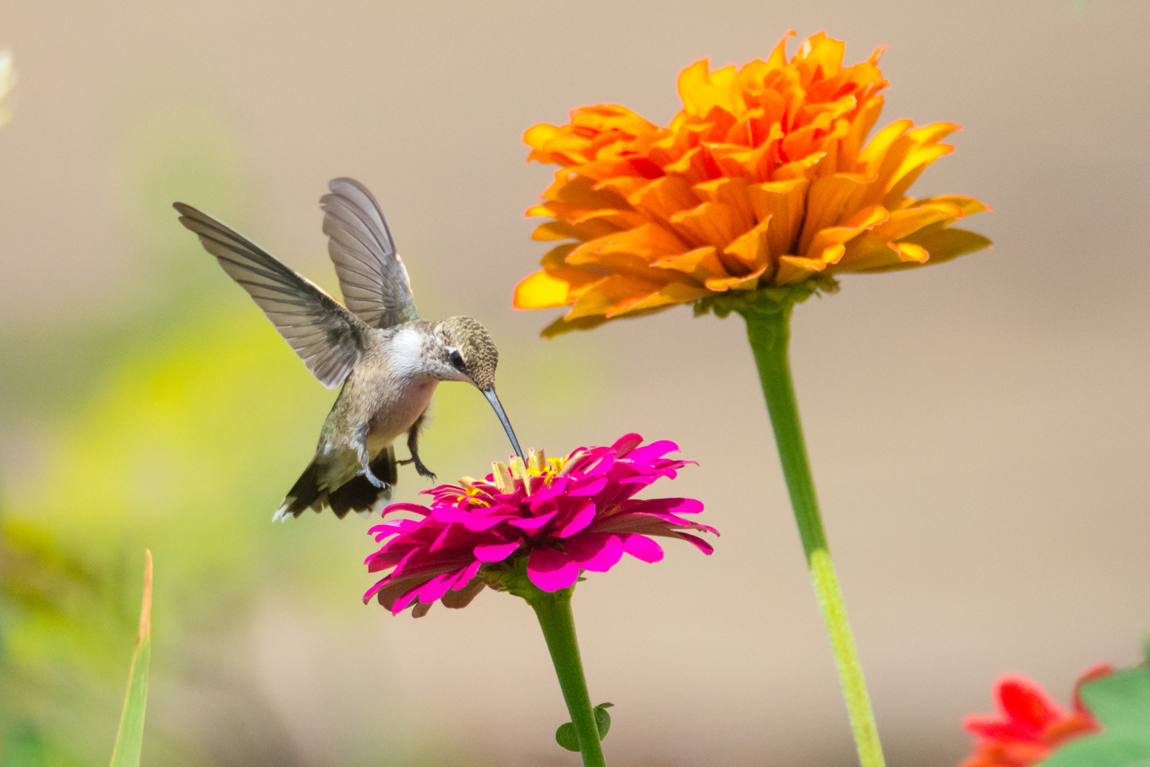 Humming Bird on Zinnias